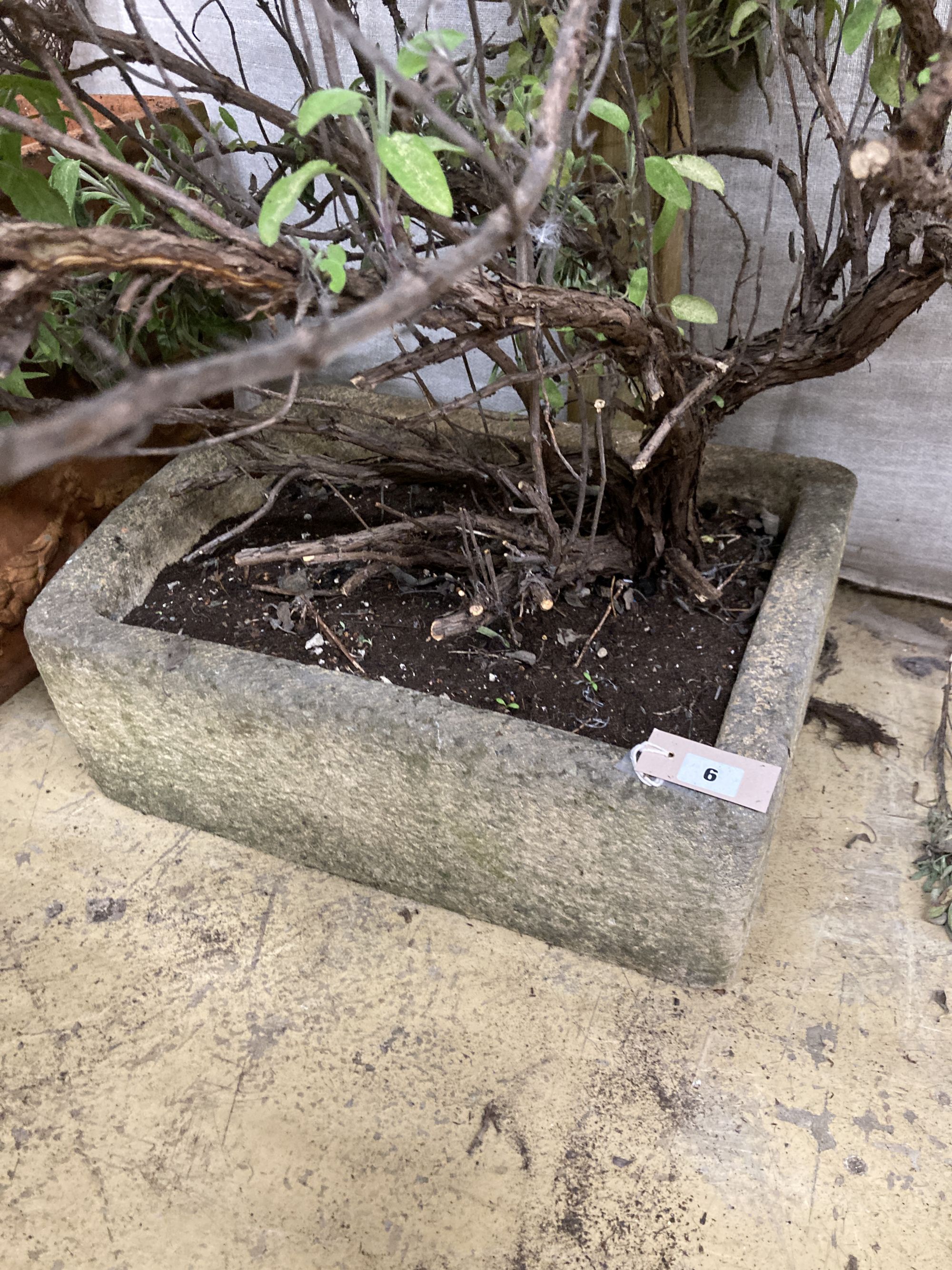 A rectangular reconstituted stone garden planter, width 52cm, depth 37cm, height 17cm and Cistus plant
